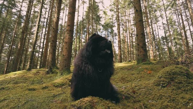 Slow motion of a black fluffy Newfoundland dog in a pine forest