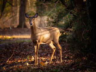 Doe on Trail in the Woods