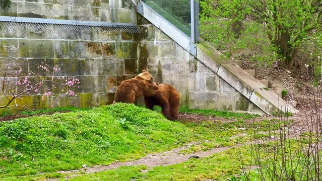 Two bears play on the lawn of Barenpark (Bear Park) in Bern, Switzerland