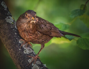 Amsel bringt Futter für den Nachwuchs