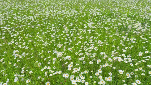 Chamomile on a background of green grass. Chamomilla recutita l. Spring season. Wide shot.
