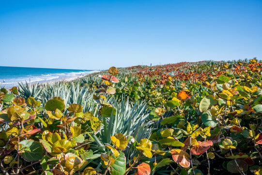 Mangroves Along Playa Linda Beach