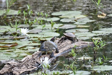 Closeup of red-eared sliders basking on a log amid a pond