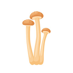 Honey agaric fungus mushroom. Vector illustration isolated on white background.