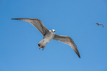 seagull in flight