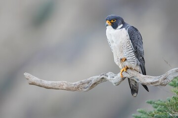 Adorable peregrine falcon (Falco peregrinus) standing on a tree branch