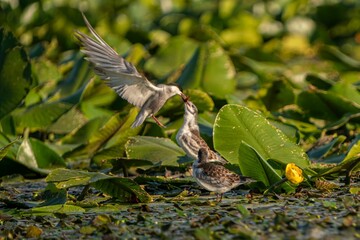 Closeup of a whiskered tern and a sandpiper fighting for food surrounded by yellow water-lilies