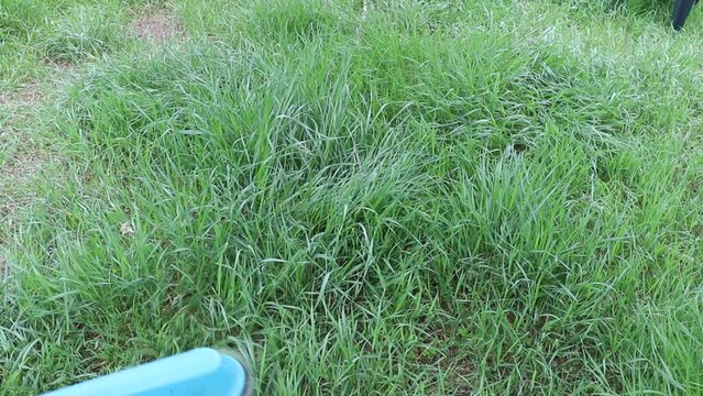 Closeup of a person mowing green grass