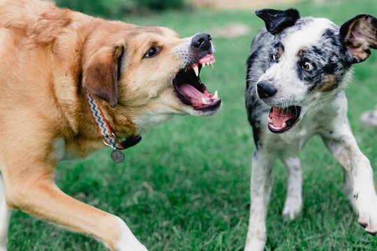 Labrador Retriever and a Koolie playing together with open fangs in a park
