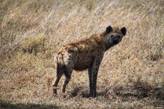 View of a beautiful Hyaeninae in a field with dry grass
