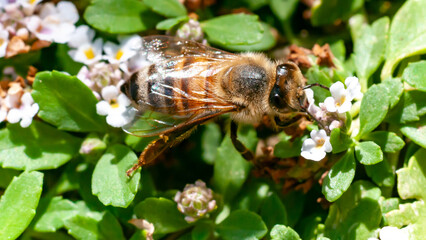 Close Up of Bee Polling Flowers in the Meadow