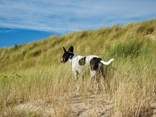 Hund in den Dünen am Strand