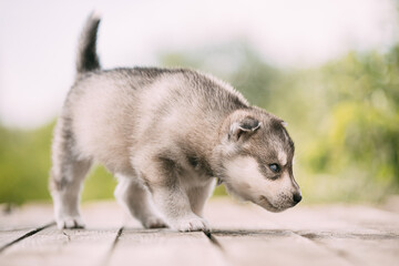 Four-week-old Husky Puppy Of White-gray Color Sitting On Wooden Ground And Sniffs It.