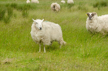 Pecore Irlandesi - 525644434