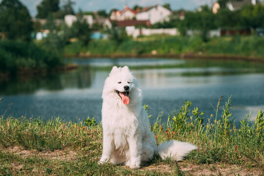 Funny Young White Samoyed Dog Or Bjelkier, Smiley, Sammy Sitting In Green Summer Grass Near Lake. Summertime. Summertime Background.