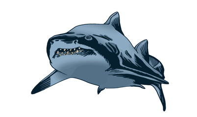 Graphical color shark on white isolated, blue magalodon. Vector illustration,marine life