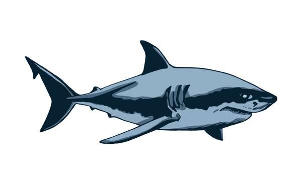 Graphical color shark on white isolated, blue magalodon. Vector illustration,marine life