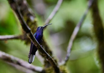 Close-up view of a blue-chested hummingbird perching on the branch