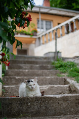 Cat sitting on steps 