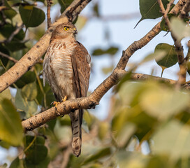 A Shikra targeting a prey
