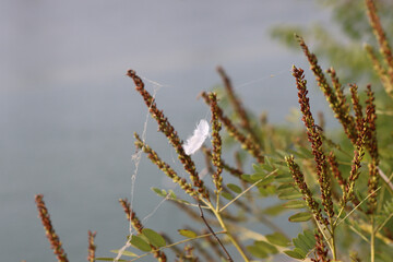 A white feather, delicate and light, caught in a spider's web, suspended in mid-air. It dances in the gentle breeze, entangled in the delicate strands, its purity in stark contrast to the sticky grip