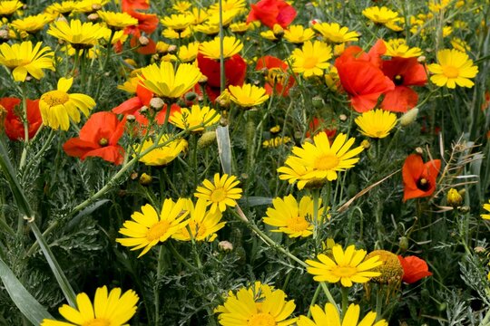 Patch of wild yellow crown daisy flowers, Glebionis coronaria, and red poppy flowers, Papaver rhoeas