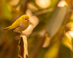 A Oriental White Eye sitting