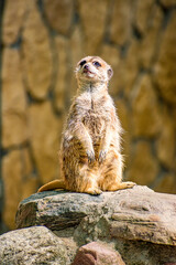 Meerkat (suricata suricatta) © Kamil