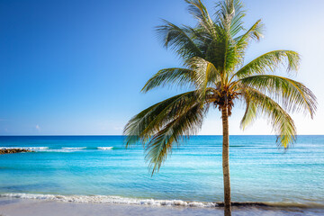 Tropical paradise: caribbean beach with single palm tree, Montego Bay, Jamaica