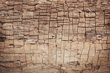 Beautiful damaged dirty rough outside of a tree trunk. Colorful cracked wooden Tree bark background. tree round bark