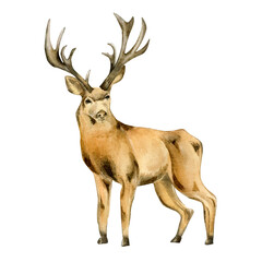 Deer, horned animal watercolor illustration isolated on white background.