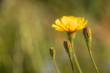 yellow flower in bokeh background