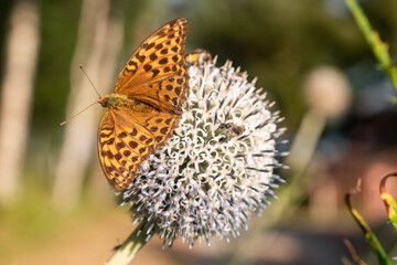 butterfly on round flower
