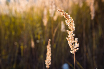 Golden grass flower