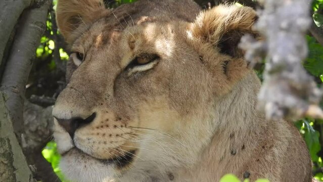 Handheld shot of a lion on a tree in Maasai Mara, Narok, Kenya
