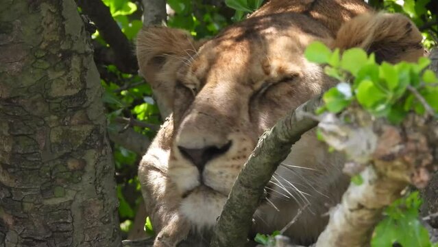 Handheld shot of a lion on a tree in Maasai Mara, Narok, Kenya