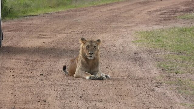Handheld shot of a lion lying in the middle of a dirt road in Maasai Mara, Narok, Kenya