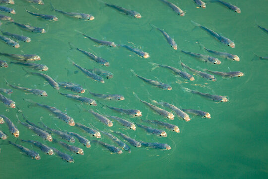 School of sardines young fish under translucent caribbean sea, Aruba beach