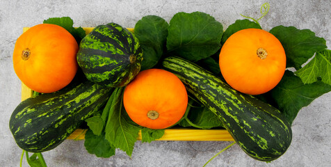 Autumn harvest. Bright orange and green pumpkins in a wooden box on green leaves and a concrete gray background. The concept of a new harvest and Halloween decoration.