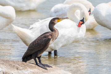 Great cormorant stands among white swans on the lake shore