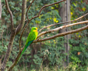 Portrait of light green parrot