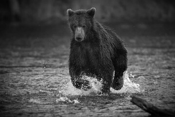 Closeup grayscale shot of a brown bear running in a river water with a blur background