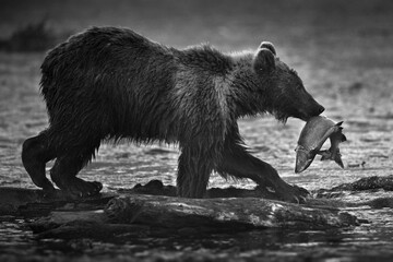Closeup grayscale shot of a brown bear holding a fish in its month and standing near a flowing river