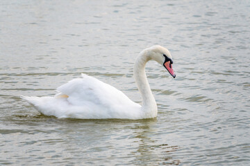 Graceful white Swan swimming in the lake, swans in the wild. Portrait of a white swan swimming on a lake.