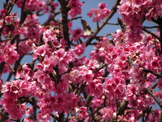 pink cherry blossom