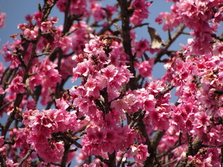 Obraz premium pink cherry blossom