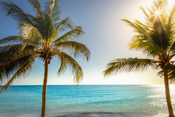 Naklejka na ściany i meble Idyllic caribbean beach with palm tree at sunset in Aruba, Dutch Antilles