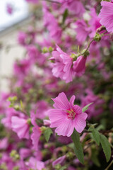 pink flowers in the garden tintagel cornwall england