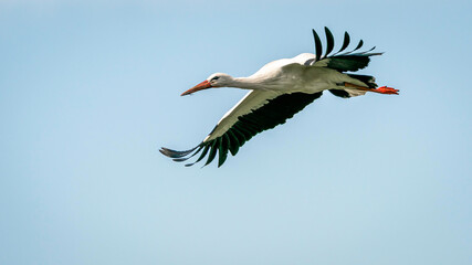 Stork (ciconia) in the blue sky
