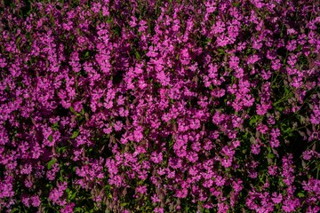 Top view of the Erinus flowers in the meadow - pink floral background